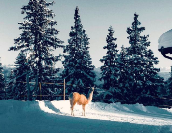 zdjęcia-lago-di-molveno-winter-event-zdj4